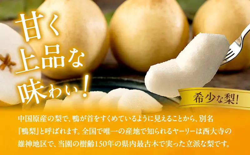 梨 2026年 先行予約 鴨梨（ヤーリー）3～6玉 合計約2kg 贈答箱  岡山県産 梨