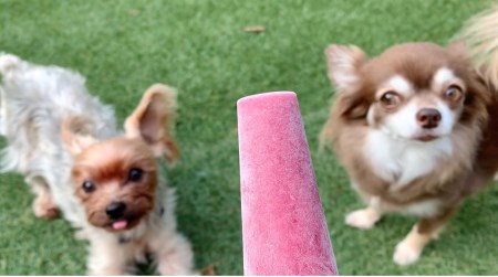FB137_【5月～9月発送】犬の無添加おやつ☆お砂糖不使用無添加アイスキャンディ