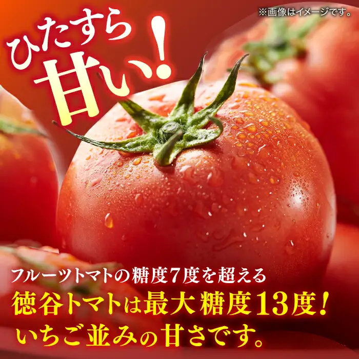 【先行予約】プレミアム徳谷トマト約1kg 24個入り 生産者52番 (ウォールナットケース入り) 〈2027年1月中旬～2027年5月下旬頃発送〉/ フルーツトマト とまと フルーツ 果物 季節もの 【フルーツショップオザキ】[ATAH001]