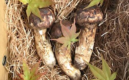 松茸 約200g 約2～3本 きのこ 野菜 国産 秋の味覚 冷蔵 冷蔵配送