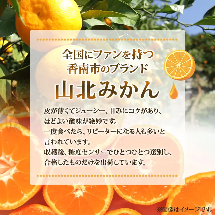 ≪先行受注≫山北みかん 約3kg ( 2S ～ Lサイズ ) ｜ みかん 甘い ku-0052