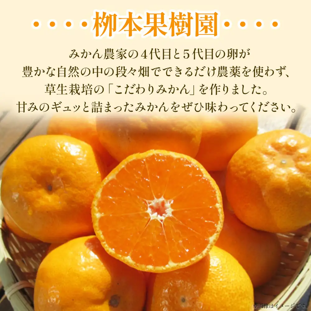 【令和8年発送】柳本果樹園の山北みかん 約3kg（露地・2S〜Mサイズ）みかん yg-0033