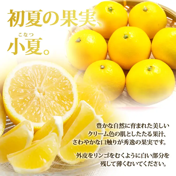 【2027年3月より順次配送】日向夏 小夏 5㎏（家庭用） 日向夏 高知県産 ku-0049