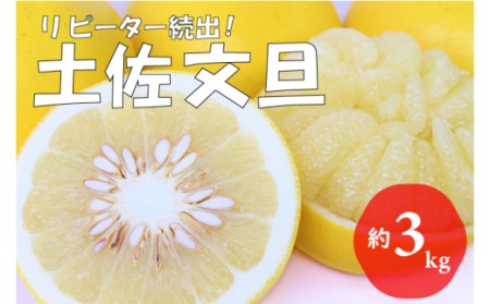 【先行予約 2027年2月～発送】土佐文旦 3kg 贈答用 フルーツ 果物 柑橘 ぶんたん 産地直送 高知県