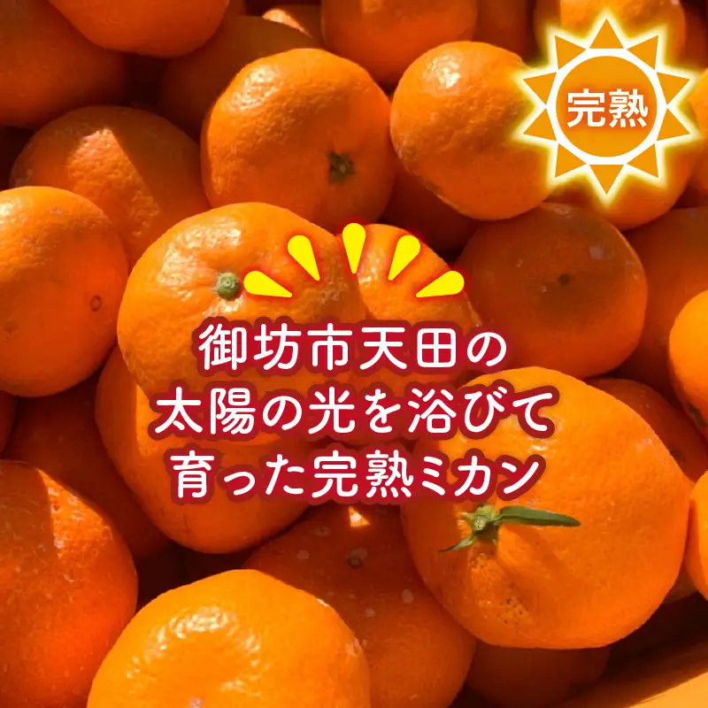 天田みかん（紀州和歌山）家庭用 10kg（先行予約）【0725-4】
