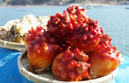 ほや 冷凍お刺身ほや 200g×5パック 珍味 おつまみ 人気 広田湾漁業協同組合