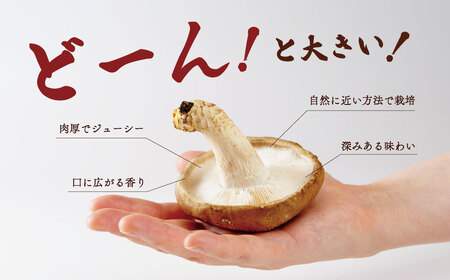 椎茸 原木栽培の生・乾しいたけセット　020-009