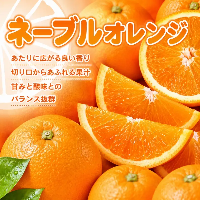 ネーブル 約7kg/サイズおまかせ　※2027年1月中旬～2027年2月中旬頃(お届け日指定不可)　紀伊国屋文左衛門本舗　【kstb430C】