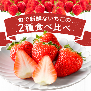 特別栽培 旬のいちご詰め合わせ （ふくおかエコ農産物） 約500g_特別栽培 旬 いちご 2種 詰め合わせ 食べ比べ セット 約 500g 冷蔵 ふくおかエコ農産物 新鮮 福岡県産 あまおう 恋みのり かおりの 紅ほっぺ よつぼし すず あまえくぼ ギフトボックス 贈答用 ゆりかーご フルーツ 果物 お取り寄せ 福岡県 久留米市 送料無料 〔Fi110〕