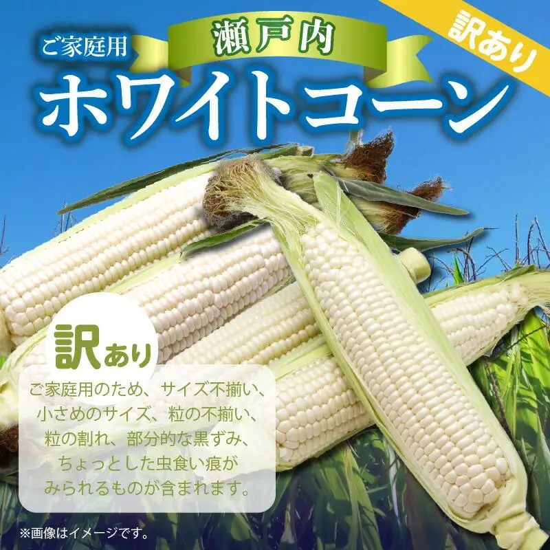 訳あり ご家庭用 瀬戸内ホワイトコーン 約6kg【2027-6月中旬～2027-7月中旬配送】| コーン