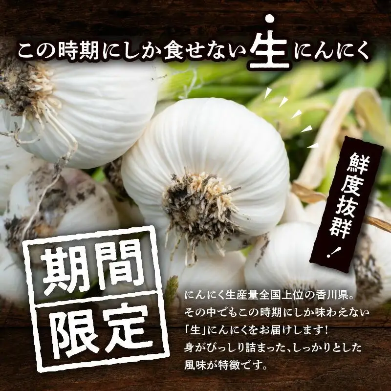厳選大玉 生にんにく 約2.5kg【2026-5月上旬～2026-6月上旬配送】 | にんにく