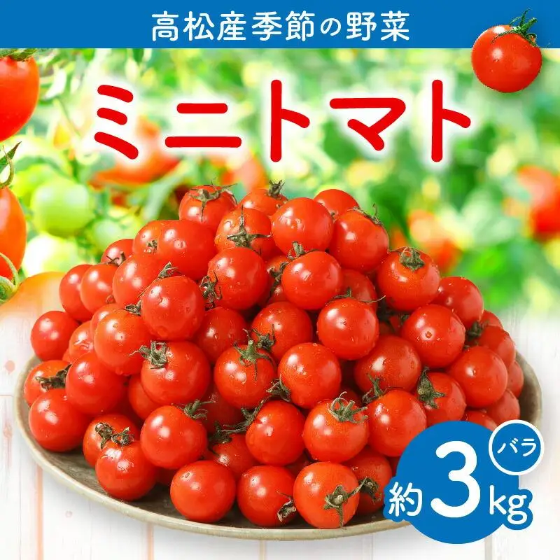 ミニトマト(バラ) 約3kg【2026-11月上旬～2027-6月中旬配送】