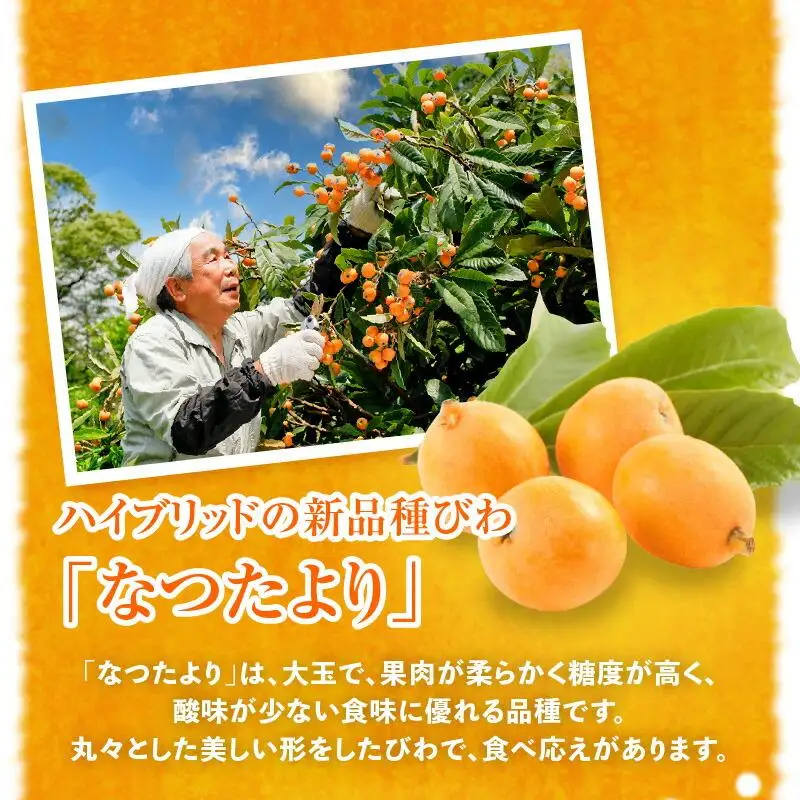 なつたよりびわ　約1kg (約250g×4パック)【2027-5月中旬～2027-6月中旬配送】
