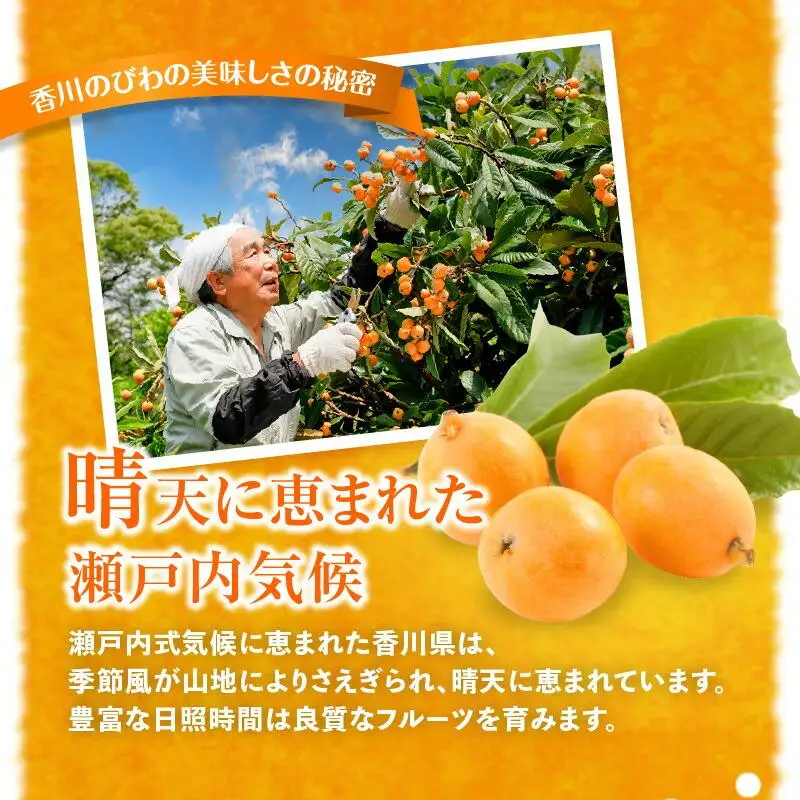 田中びわ 約1kg (約250g×4パック)【2027-6月上旬～2027-7月中旬配送】| びわ