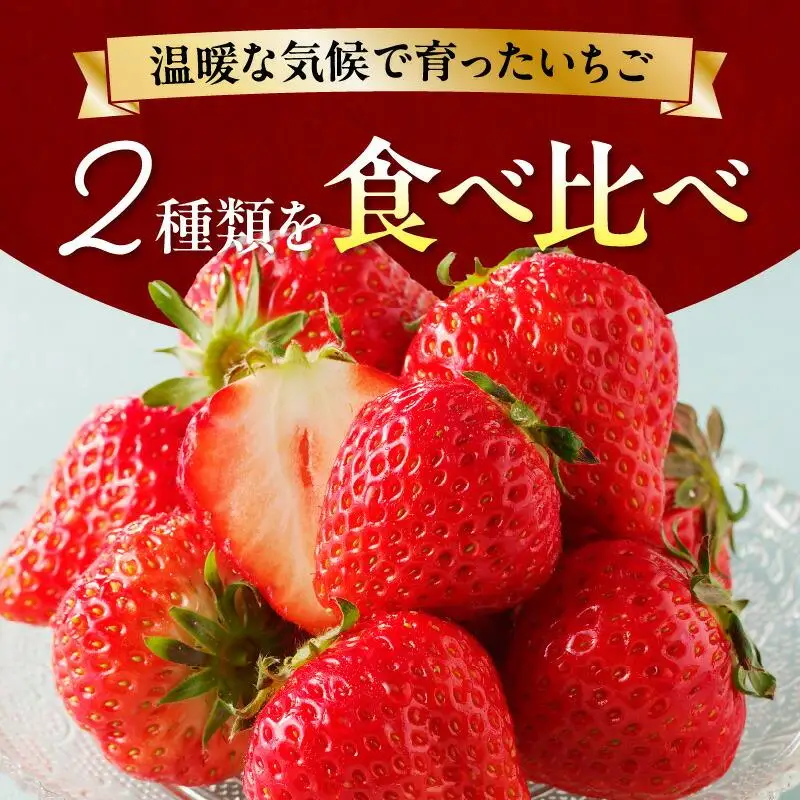 高松市産いちご食べ比べセット 約2kg【2027-1月上旬～2027-6月中旬配送】