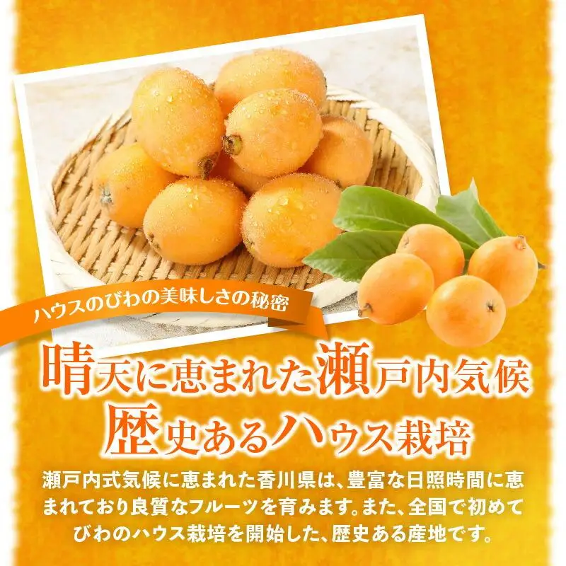 ハウスびわ 約2kg【2026年4月中旬～2026年5月上旬配送】| びわ