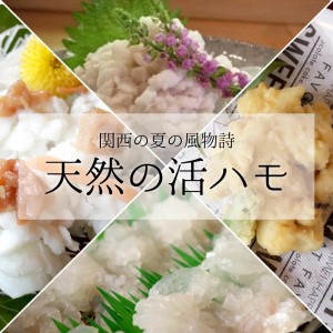 国産 活はも (骨切り済) 400g ( 3人前 ～ 4人前 )【天然 はも ハモ 鱧 鮮魚 皮付き 湯引き はもしゃぶ】_R6009