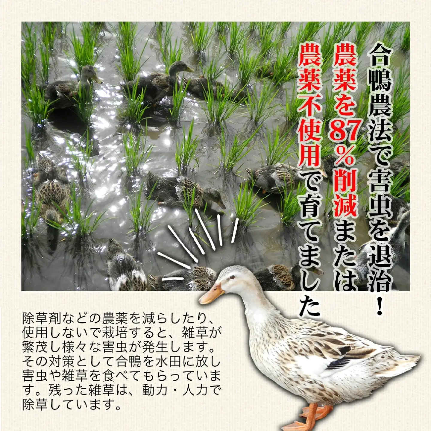 【令和8年産・新米】農薬不使用　コシヒカリ米　合鴨農法　10kg(特別栽培米、旧名：会津磐梯山宝米）
