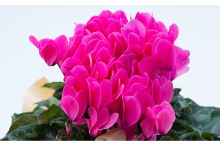 お花屋さんが選ぶ花植物 シクラメン 大株 花 お花 フラワー ギフト 贈り物 贈答 プレゼント 山形県 新庄市 F3S-0621