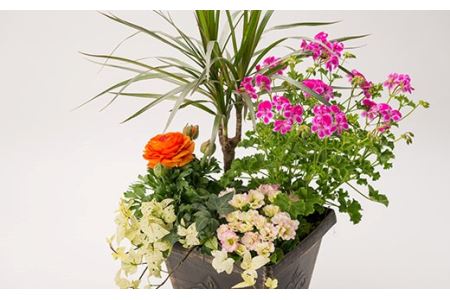 園芸屋さんの寄せ植え小  山形県 新庄市 F3S-0292