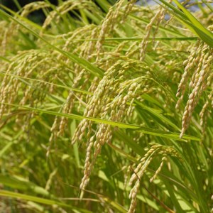 こだわりの低温乾燥米 令和4年 愛南町産 コシヒカリ 10kg