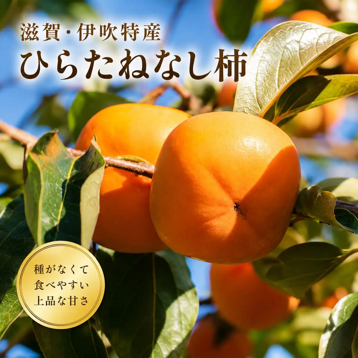 ひらたねなし柿 伊吹特産 種なし柿 果物 ひらたねなし柿 【数量限定 炭酸脱渋】