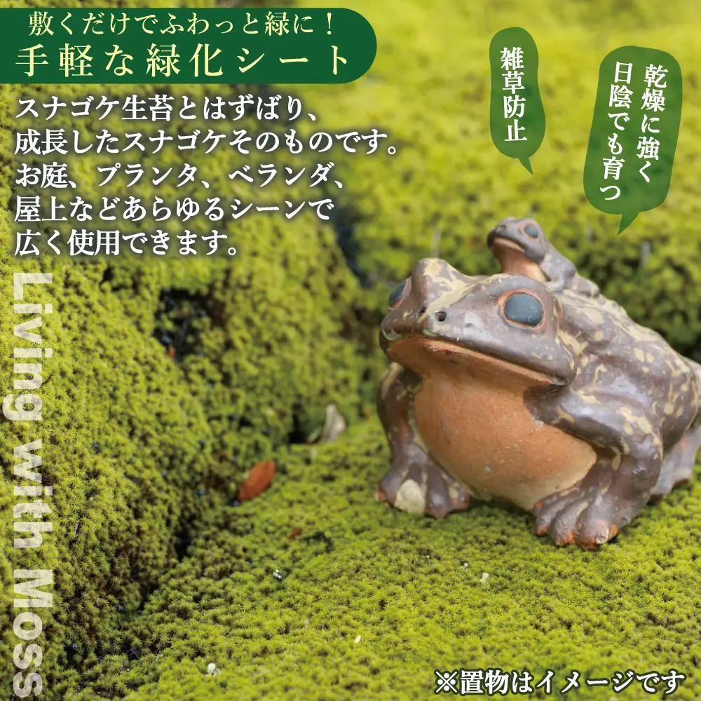 スナゴケ生苔6シート1セット【北海道・沖縄・離島　配送不可】
