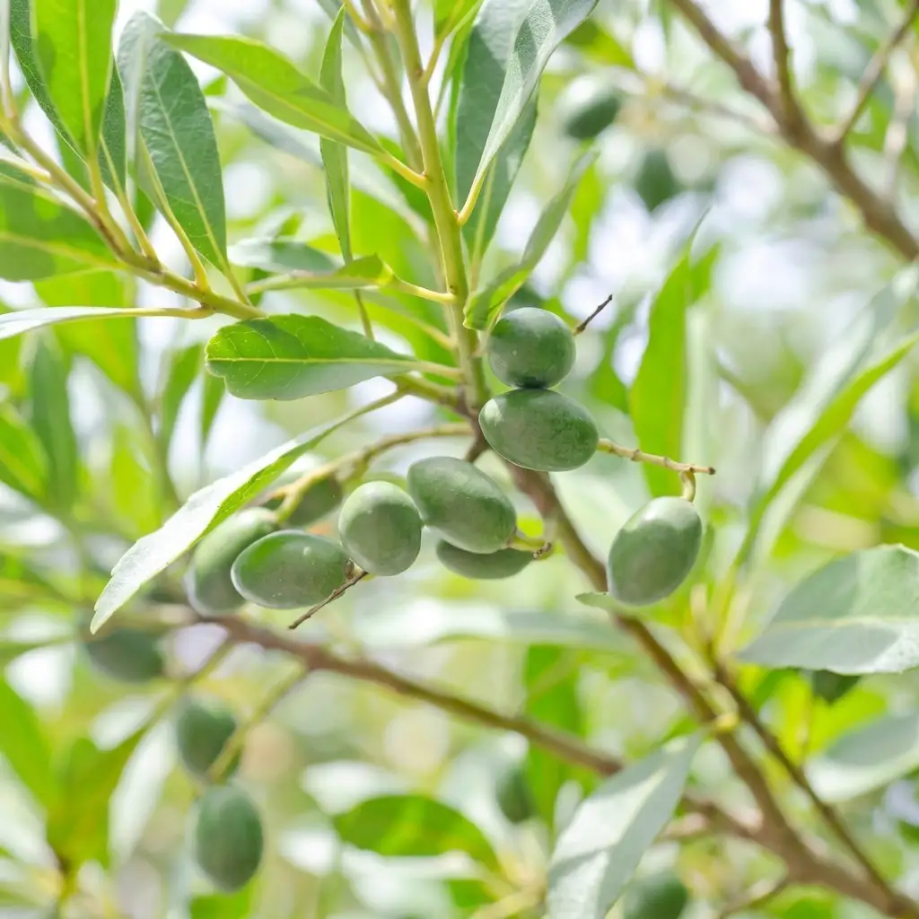 鉢植え 苗木 オリーブの木 6号 オリーブ 植物 鉢植え