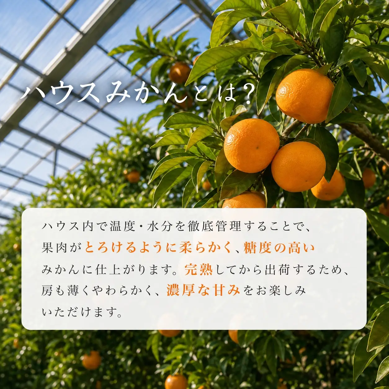 赤秀品　紀州和歌山ハウスみかん2.5kg【予約】※2027年6月末頃?7月中旬頃に順次発送予定(お届け日指定不可)【uot735B】