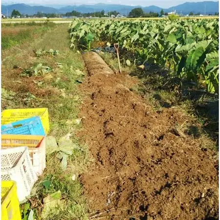 【2026年10月下旬発送開始】農家直送　土付き里芋(大和早生)3kg_野菜  いも イモ 芋_【1233440】