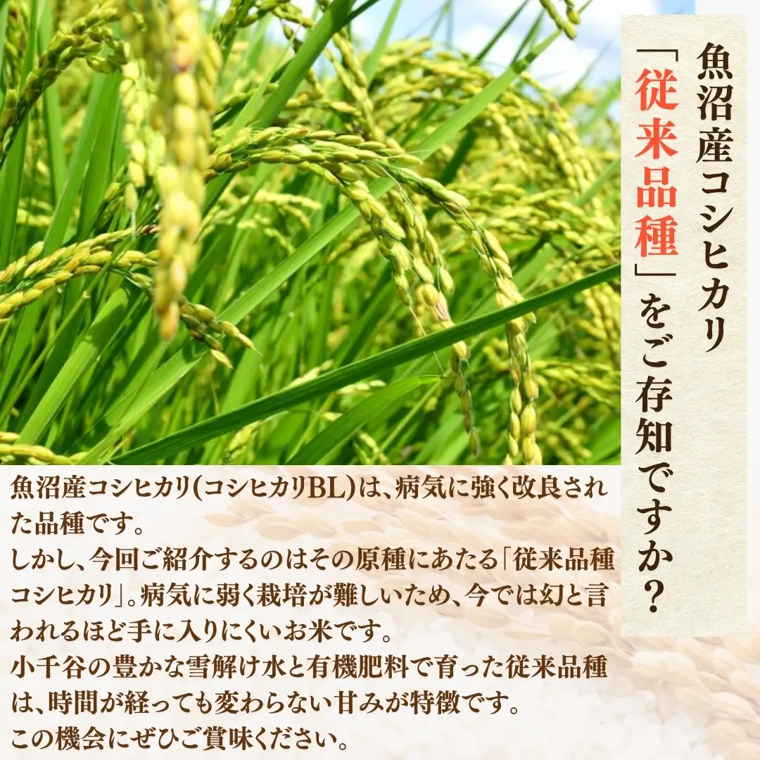 【令和8年産 先行予約】 昔ながらの魚沼産コシヒカリ 従来品種 定期便 15kg（5キロ×毎月全3回）農園ビギン|おこめ 特A評価 小千谷市 コシヒカリ