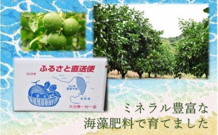 【令和8年9月初旬から発送】潮風香る町の贈り物 大分県産かぼす10kg_1817R