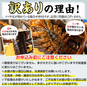 伊勢海老 ＜訳あり＞ 氷締め 2尾 総量1kg以上  伊勢海老 【江川商店】 【0343207a】