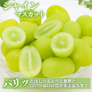 シャインマスカット 等と旬の梨セット計2kg