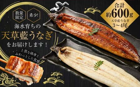 【ミシュラン星付きのプロが愛用】1日10セット限定！海水育ちの天草藍うなぎ 紅白3～4尾セット【合計約600g】数量限定!! 鰻 ウナギ うなぎ うなぎ蒲焼 鰻の蒲焼 うなぎ 国産 白焼き 【2026年6月下旬より順次発送予定】