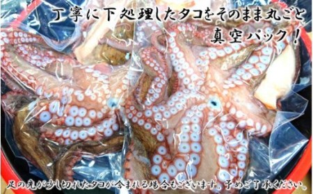 船上活き締め！生たこ丸ごと約1kg（約1～4杯）_1810R