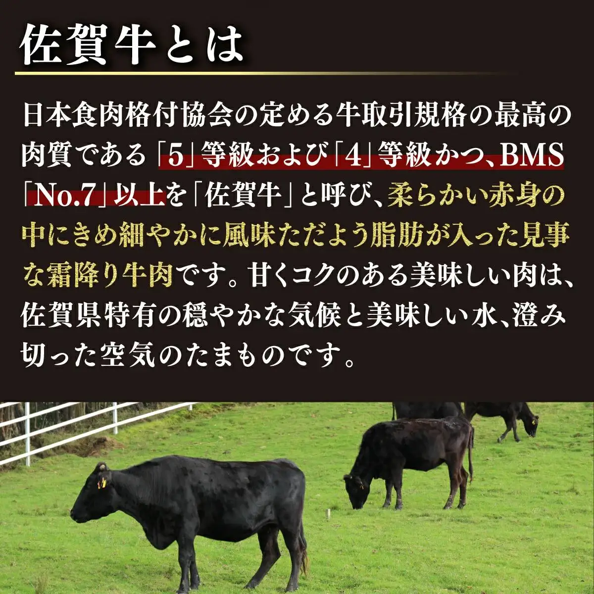 200g×8枚 佐賀牛｢ロースステーキ｣(年6回) R-18