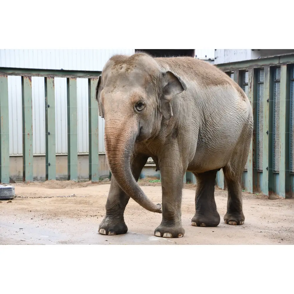 王子動物園グッズ＆年間パスポート