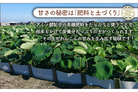 【先行予約 2026年9月～発送】れんこん 約3kg れんこん