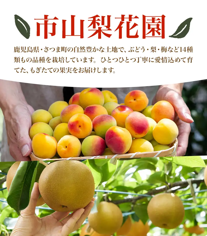 さつま町産 品種おまかせ 梨 3kg 市山梨花園《8月中旬-9月末頃出荷》鹿児島県 さつま町 果物 フルーツ なし ナシ-