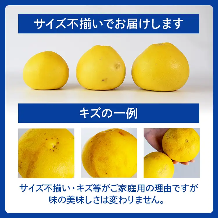 【令和9年1月下旬発送開始】土佐文旦 約10kg 家庭用 文旦 ku-0058