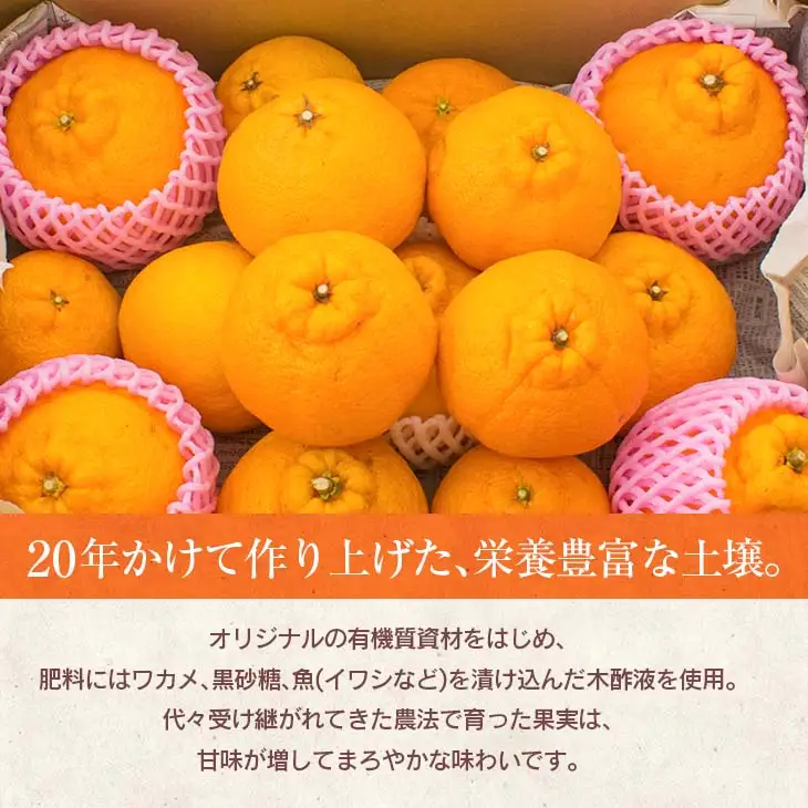 先行予約 訳あり 海藻木酢 不知火 計3.5kg以上 傷み補償分入り_A105-26