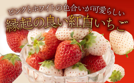 【先行予約 2027年1月～発送】さがほのかとパールホワイト 220g / いちご [IAQ004]