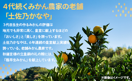 【2026年11月より順次配送】早生みかん 8玉 桐箱入り みかん be-0110