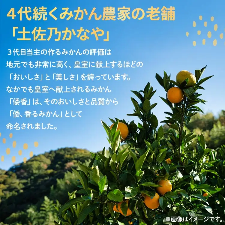 【2026年12月下旬より順次配送】土佐乃かなや みかん 倭香 皇室献上桐箱入り 大玉8玉入 みかん be-0106