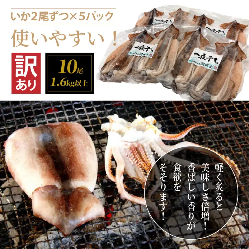 【訳あり】絶品！肉厚するめ烏賊一夜干したっぷり10尾（1.6kg以上） _1836R