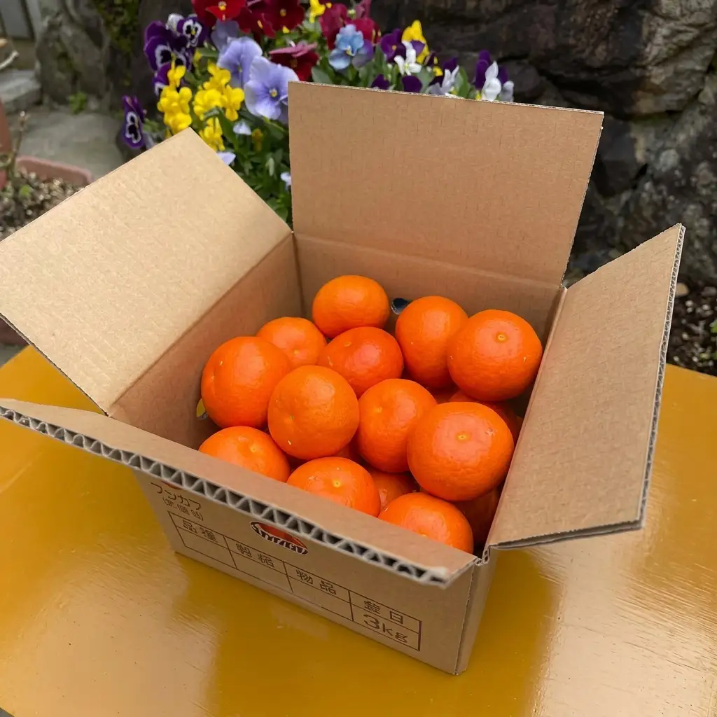 セミノール　約3kg 果物類 柑橘類 フルーツ