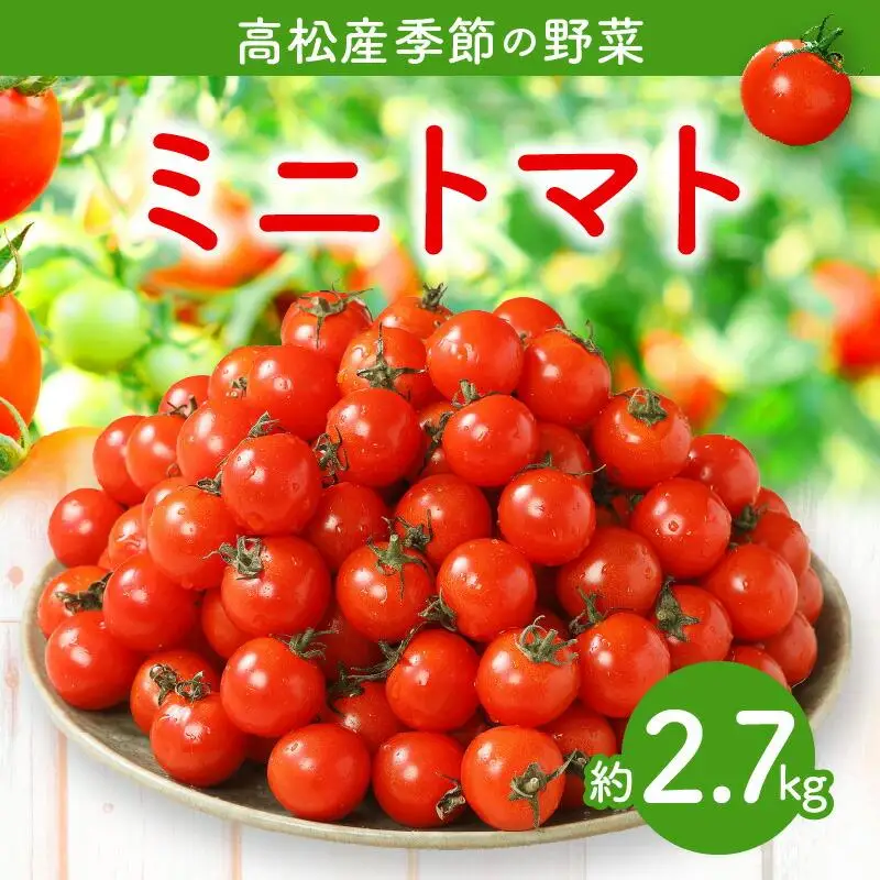 ミニトマト約2.7kg【2026-11月上旬～2027-6月中旬配送】