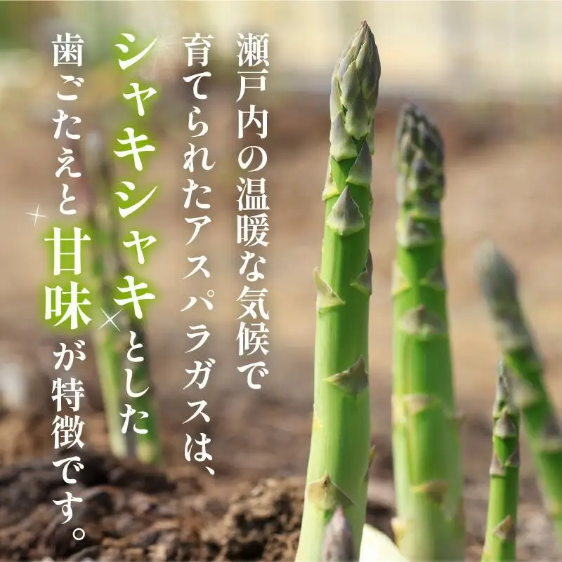期間限定企画 極太2Lサイズ以上! アスパラガス 約700g【2027-3月上旬～2027-4月下旬配送】
