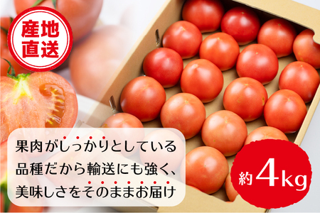 《令和8年産先行予約》飛騨トマト 約4kg トマト